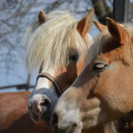 Wegwartehof Διαμέρισμα *