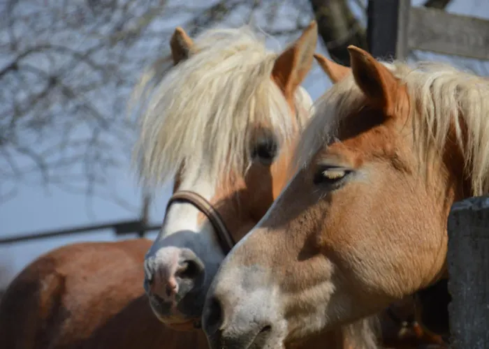 Wegwartehof Διαμέρισμα *